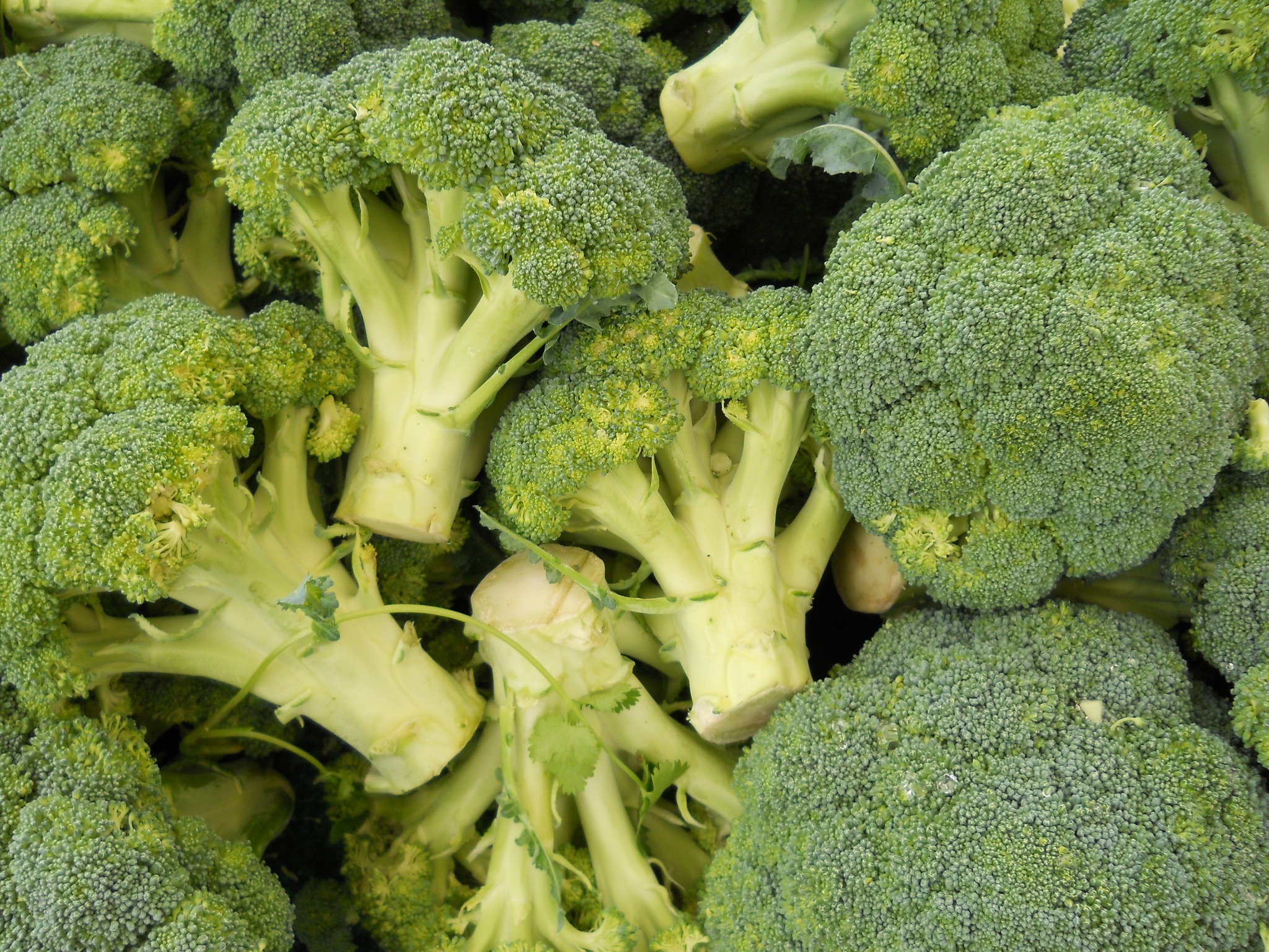 Fresh green broccoli florets