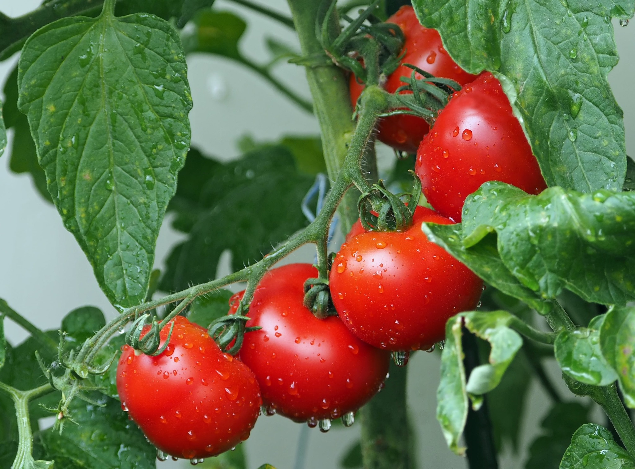 Ripe red tomatoes on the vine